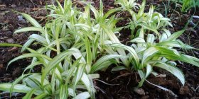 Carex siderosticta  'Shiro' Laialehine tarn